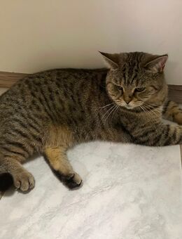BKH Katze (3 Jahre), getigert und Kater weiß (10 Monate) - Dormagen