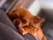 Langhaar Chihuahua, Mailo sucht ein liebevolles zu Hause - Köln