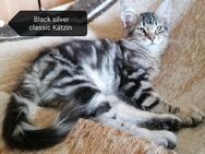 Maine Coon kitten - Berlin