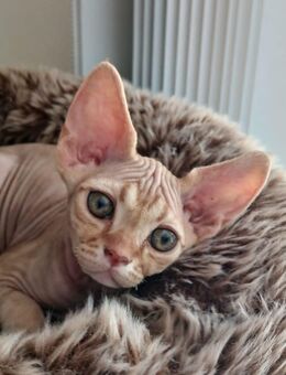 Devon Rex Kitten - Rheda-Wiedenbrück