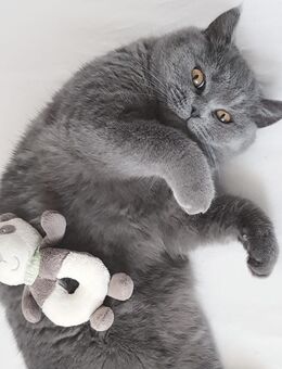 BKH Katze in liebevolle Hände/Familie abzugeben - Mechernich