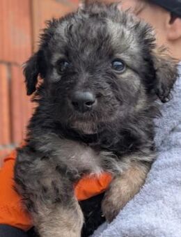 zauberhafter Welpe Bodo - Kallmünz