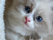 Kitten Ragdoll - Germersheim Zentrum