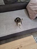 Reinrassige Chihuahua Hündin 2 Jahre mit Ahnentafel in 56477