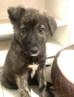 Toto ❤️ aktiver neugieriger Welpe - Velbert