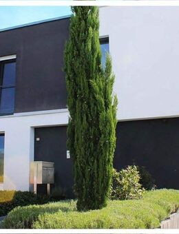 Penthousewohnung Bökelberg/Bunter Garten - Mönchengladbach