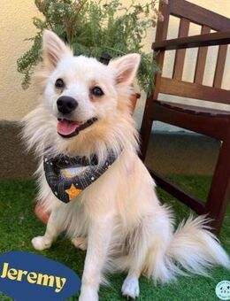 Jeremy SR - verträglich, verspielt - Rheine