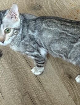 Bengal Mädchen sehr anhänglich 6 Monate - Dortmund