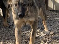 Pflegestelle für Casablanca gesucht! - Celle