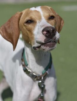 PLUTO - Zuckerschnute sucht Zuhause 🫠 - Neudenau