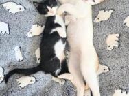 Junge Katzen Cookie und Kayla - Karlsruhe