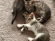 Baby Kitten - Overath