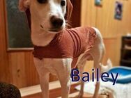 BAILEY ❤ sucht Zuhause oder Pflegestelle - Langenhagen