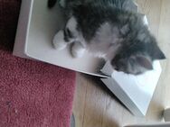 Babykatzen Kätzchen langhaarige - Aalen