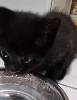 2 EKH-Babykätzchen (schwarz) suchen liebevolles Zuhause 🐾 - Aarbergen