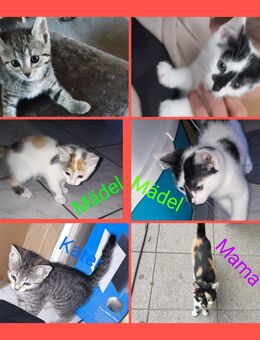 Katze Katzenbaby - Flieden