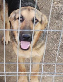 ZENA wartet schon so lange auf Rettung - Hof