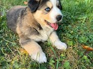 Berner Sennen Husky Welpe - Hanau (Brüder-Grimm-Stadt)