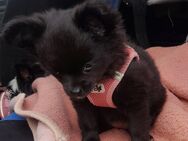 Sehr süße Pomchiwelpen(Pomeranian Zwergspitz x Chihuahua) - Harburg (Schwaben)