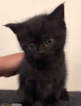 Bkh black smoke Tabby Kitten Kater schwarz choclate - Hamm