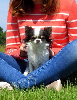 Super süße kleine 1,5J. Chihuahua Langhaar Hündin Blue-white Kinderlieb Familienhund - Biebergemünd