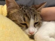 🐱 Brienne mit Herz voller Liebe ❤️ - Eislingen (Fils)