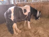Tricolour Irish Cob Jährling - Calden