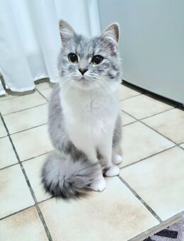 Angora Dame 1 Jahr - Gelsenkirchen Zentrum