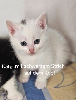 5 Wunderschöne Maine Coon Mix Kitten - Düren