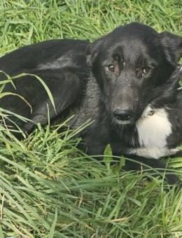 Stella 💚💚💚 liebevoll und vorsichtig - Bad Karlshafen