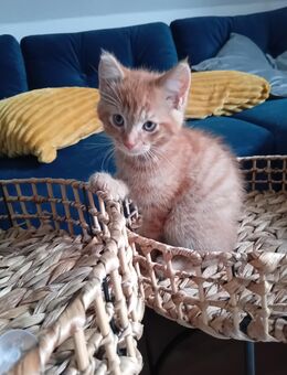 Main coon- Mix Katerchen - Seehof