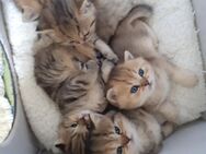Bkh Kitten - Saarburg