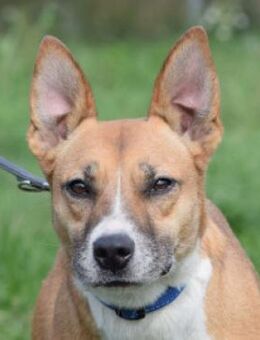 Caroline - genießt jede Aufmerksamkeit - Lohmar