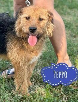 Pippo ein Schatz - Flörsheim-Dalsheim