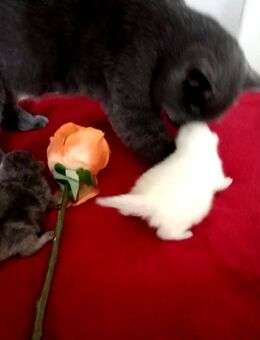 Britische Kurzhaarige Kitten - Kyritz