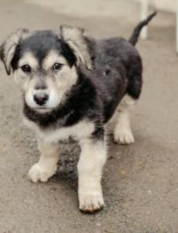 TONI - Süßes Welpenmädchen - Kallmünz