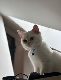 Liebevolles Zuhause für 4 Monate alten Kater gesucht 🐾 - Eilenburg