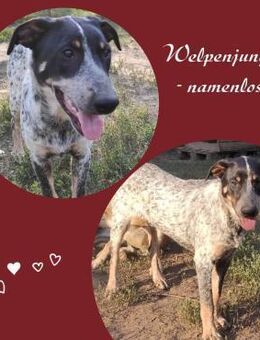 Junghund Paul - Köln