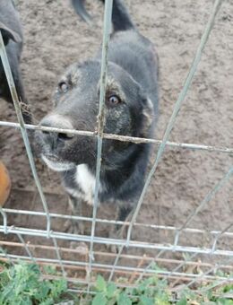 Tammy, schwarze Schönheit - Steinhagen (Nordrhein-Westfalen)