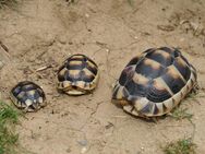 Testudo marginata Breitrandschildkröte NZ 2024 & 2023 - Ulm