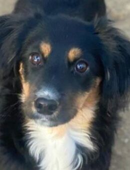 Gnocchi, geb. ca. 07/2025, GRIECHENLAND - Euskirchen