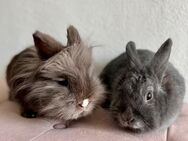 2 Zwergkaninchen/Hasen/Kaninchen suchen ein artgerechtes Zuhause - Großmaischeid