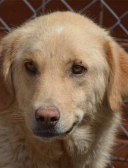 Adamo - Pflegestelle oder Zuhause gesuch - Oberwies