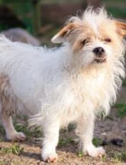 Kleiner Senior Wolke - München