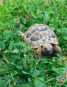 Dalmatische Landschildkröte / Testudo hermanni hercegovinensis / 180 Euro / Mülheim-Kärlich - Mülheim-Kärlich