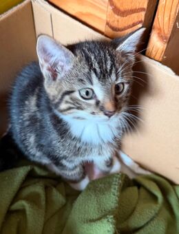 Britisch Kurzhaar mix Katze kitten - Starkenberg
