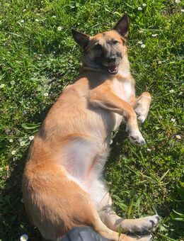 Hunde Dame sucht liebevolles zuhause - Gießen