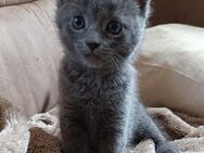 3 süße Katzenbabys abzugeben - BKH Mix - Holtland