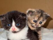 Wunderschöne Britisch-Kurzhaar-Kitten suchen ein liebevolles Zuhause - Weiden (Oberpfalz)