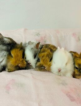 Löwenköpfchen Zwergkaninchen Babys - München